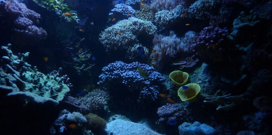 photo de biodiversité marine