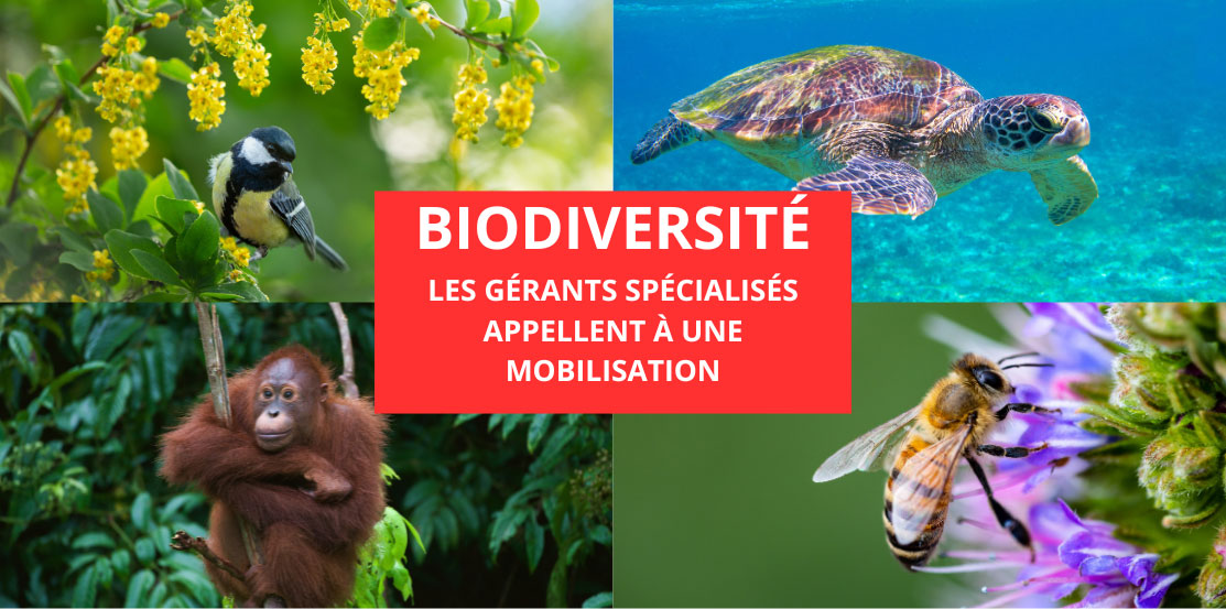 Fond animaux tortue oiseau singe et abeille