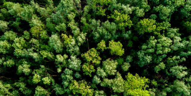 Cop 15