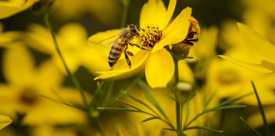 abeille