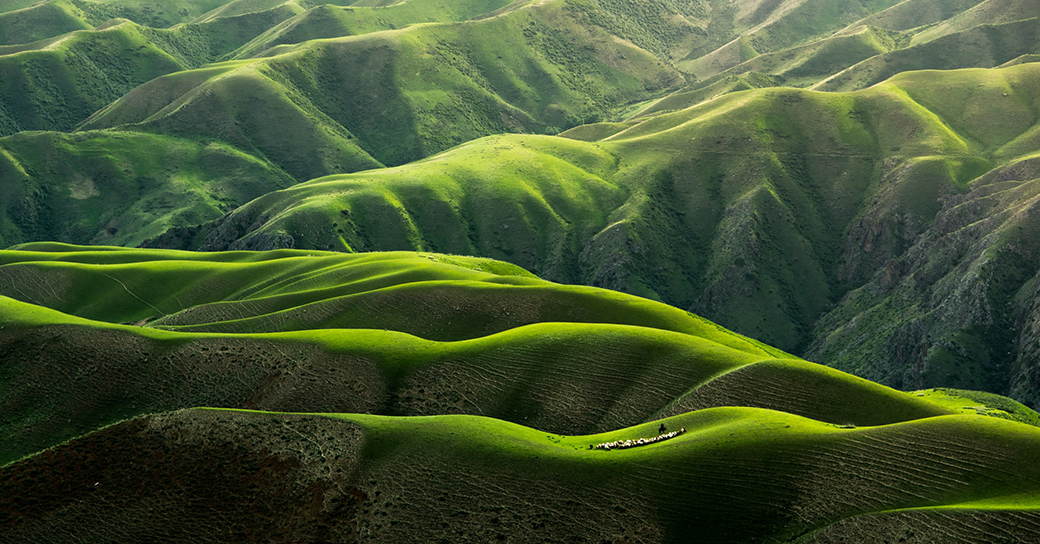 fond vert nature